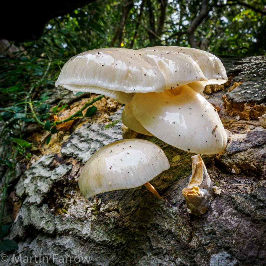 fungi on tree trunk