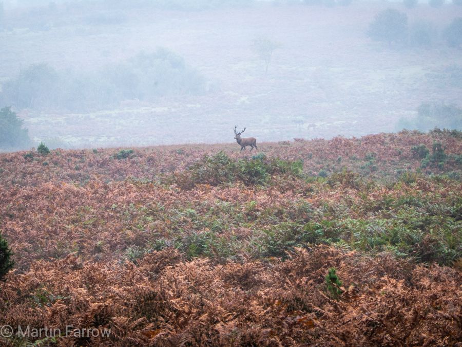 bracken, deer, autumn mist