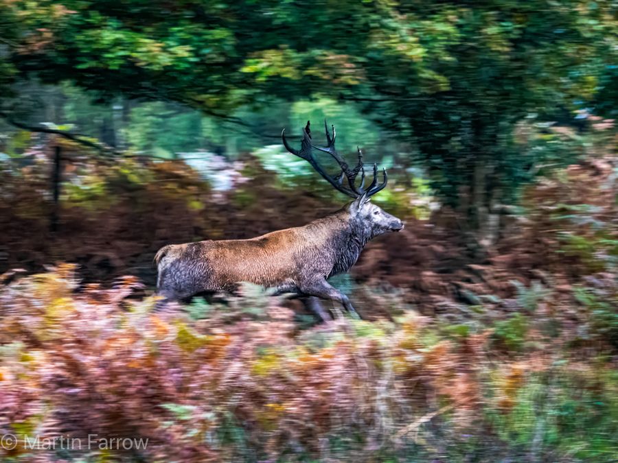 deer running in forest