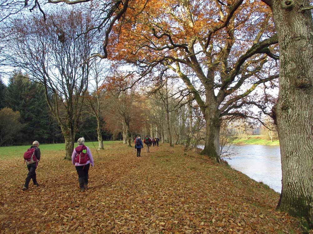Walkers walking through autumn leaves by a river.