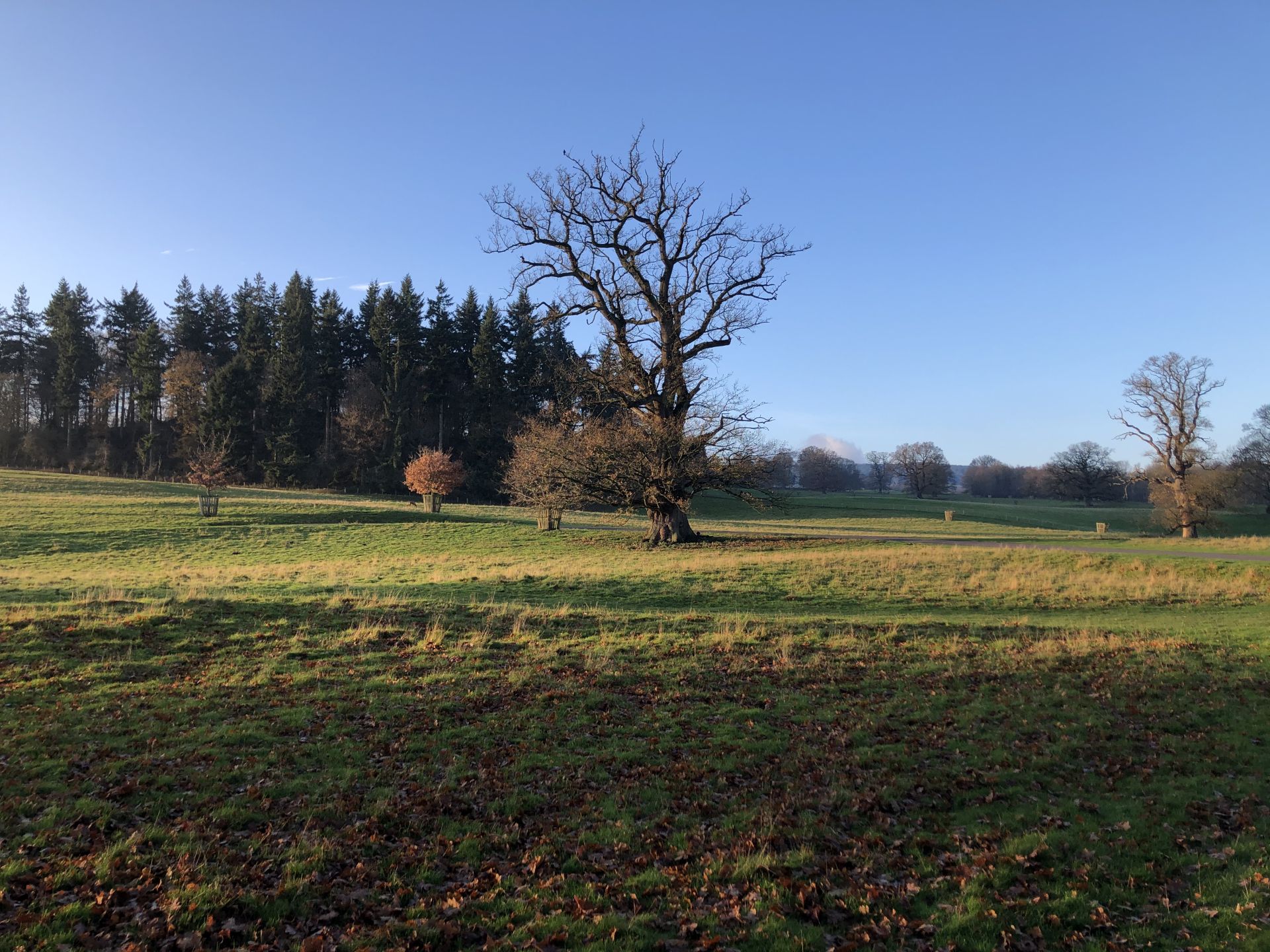 Open countryside and trees