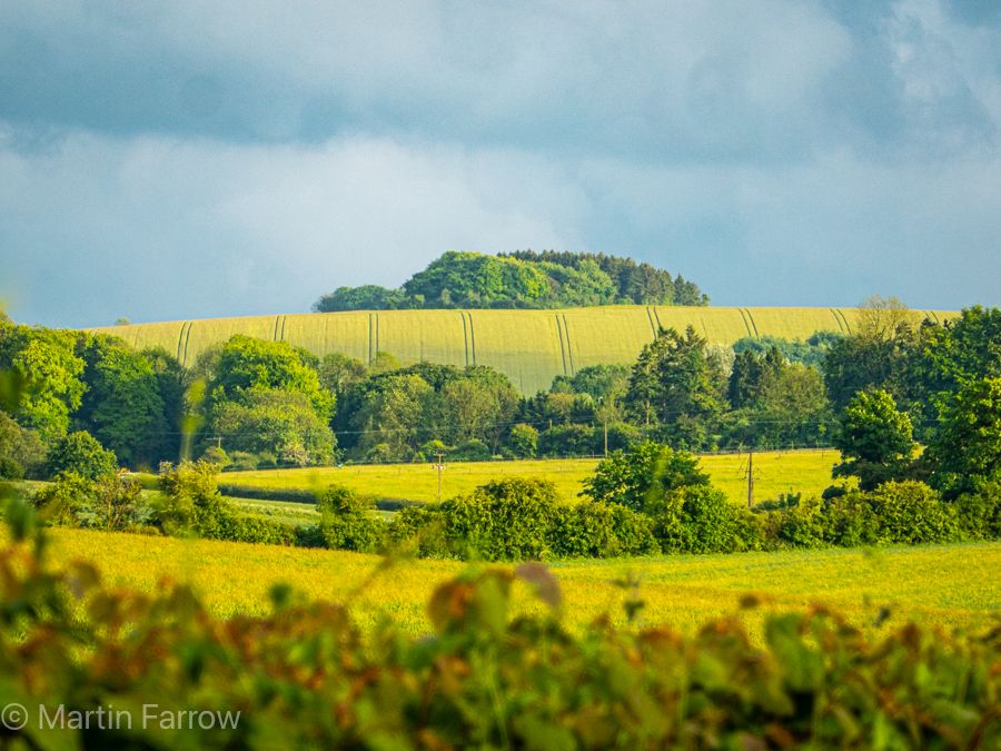 Easton fields and trees