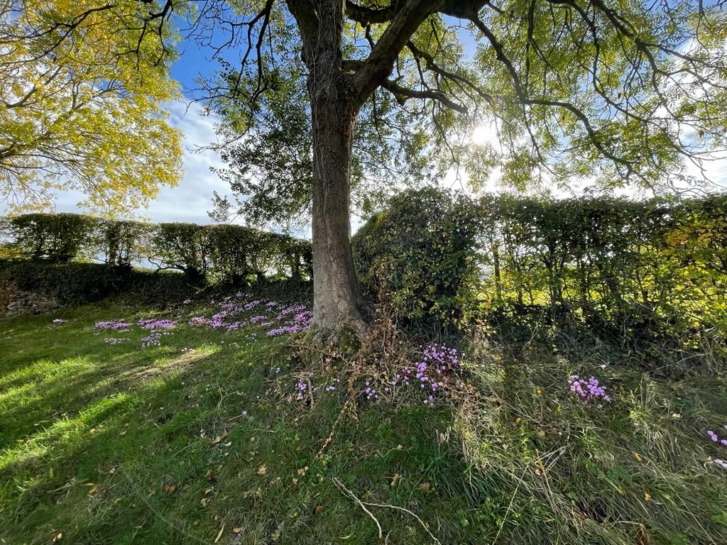 Country scene