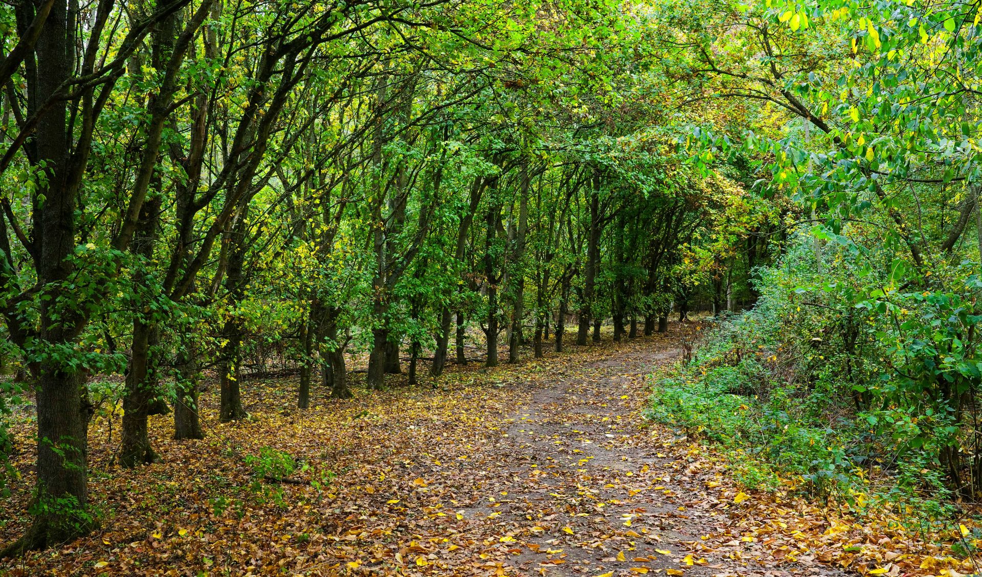 Path in a wood
