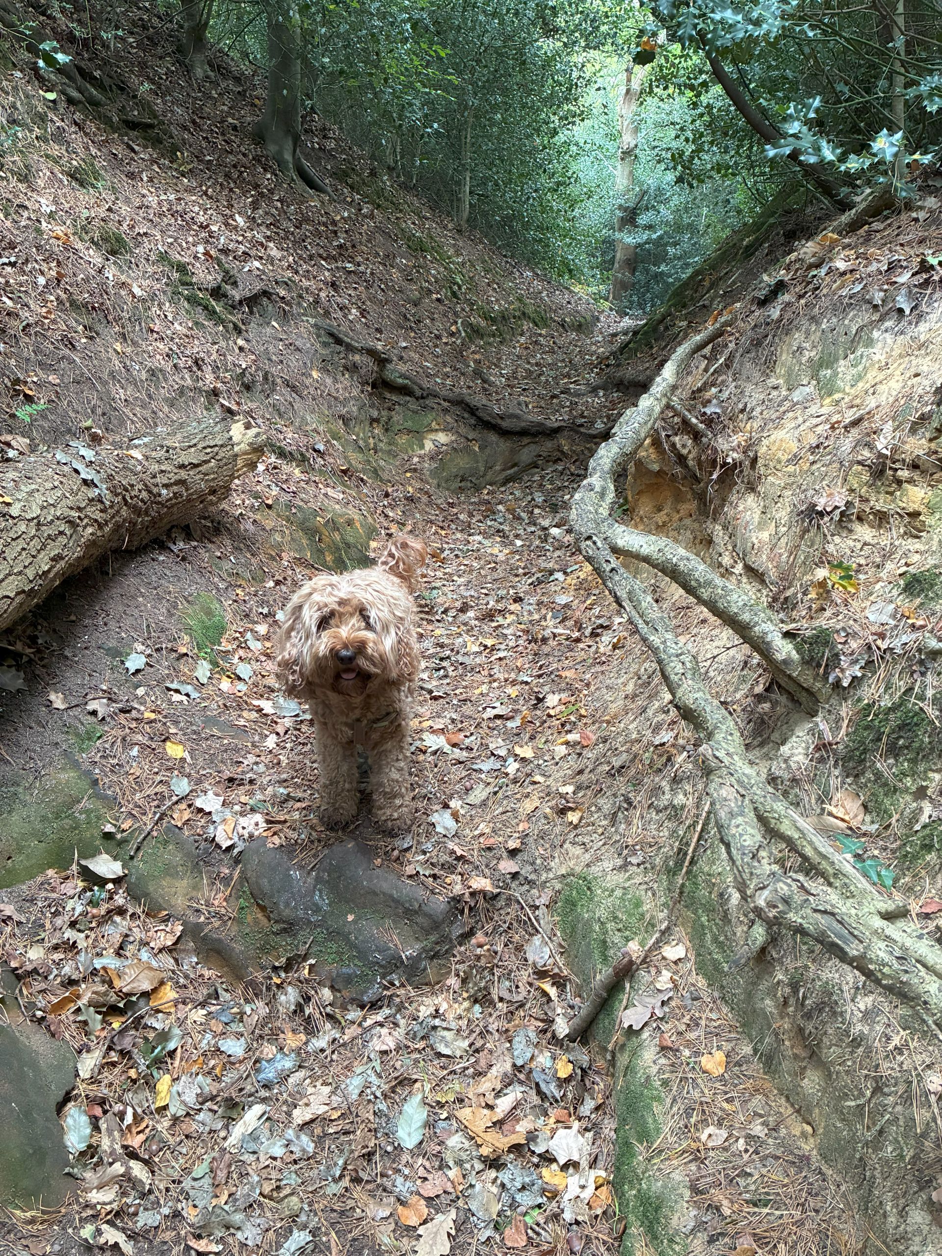 Dog indicating root banister