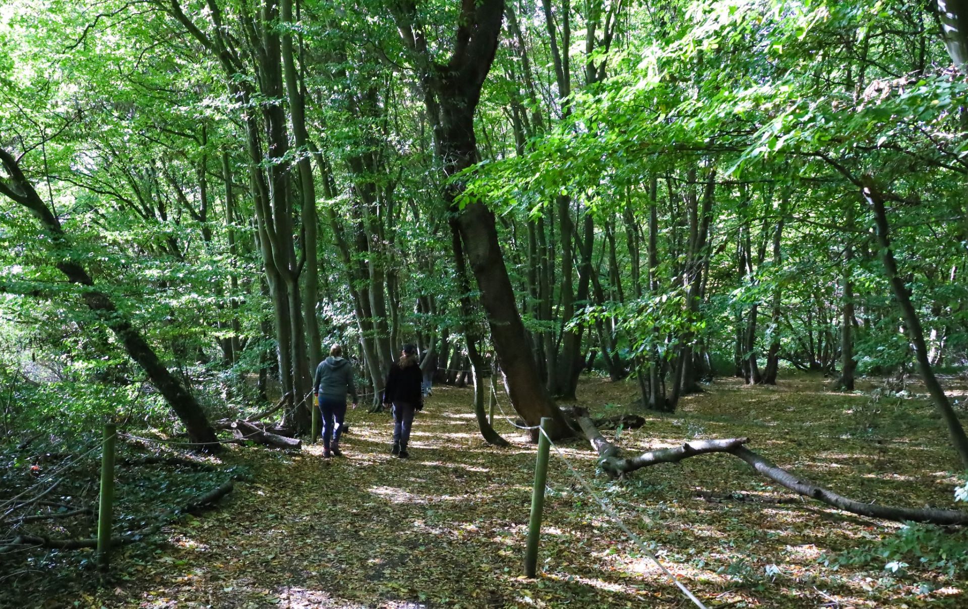 Walking in the woods