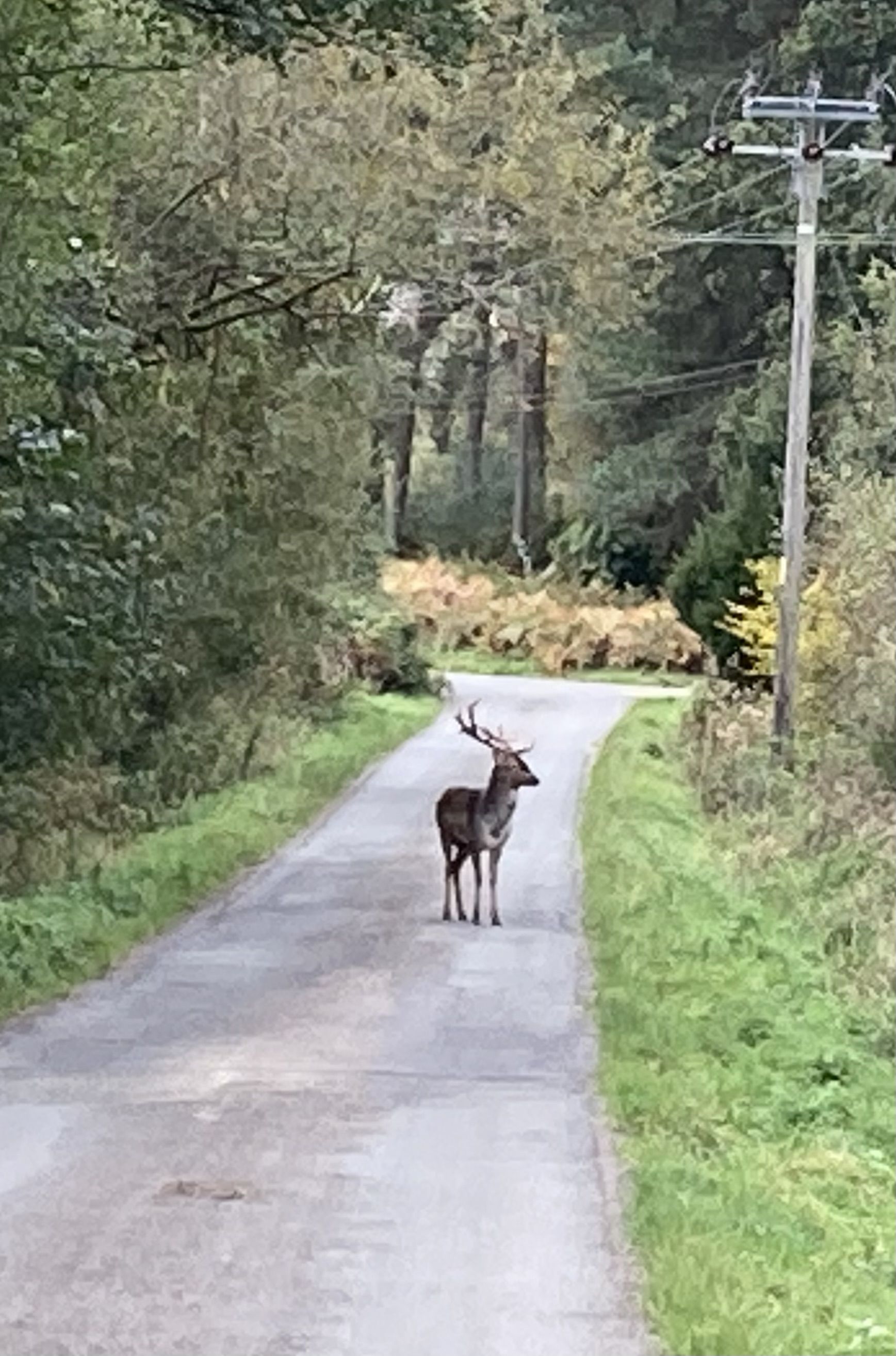 Lucky sighting of a deer