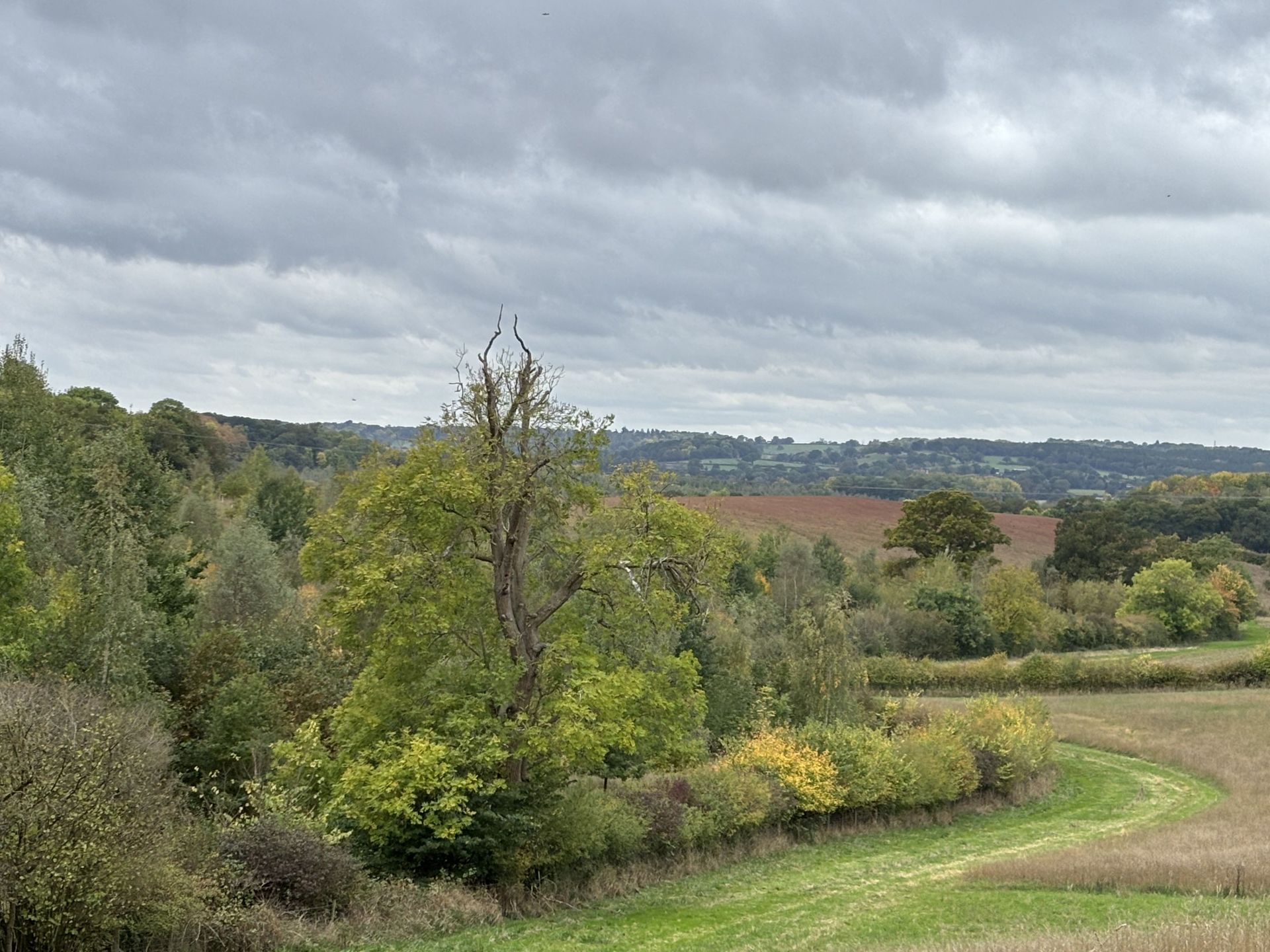 Green field with woods