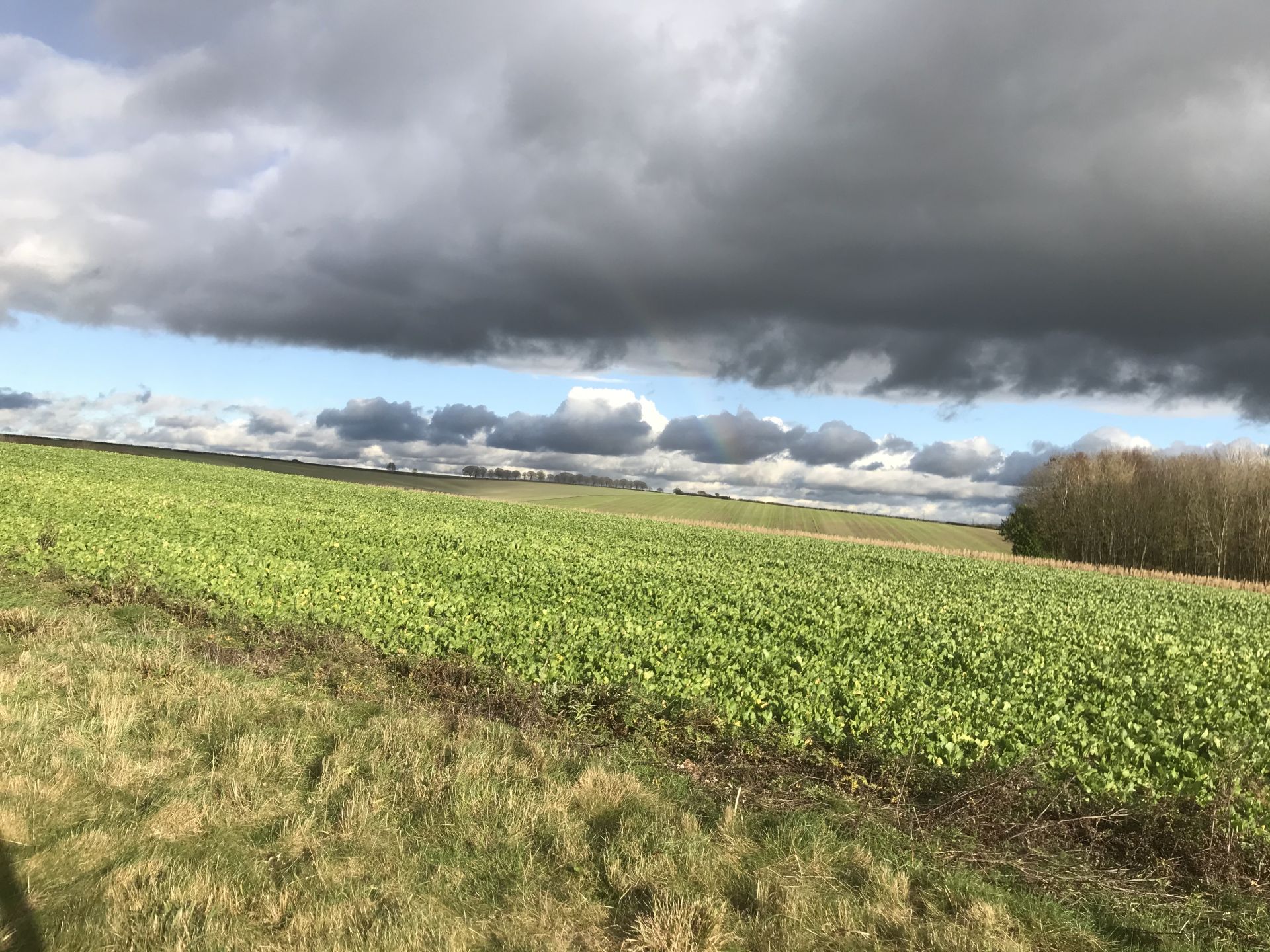 View from Cheesefoot Head