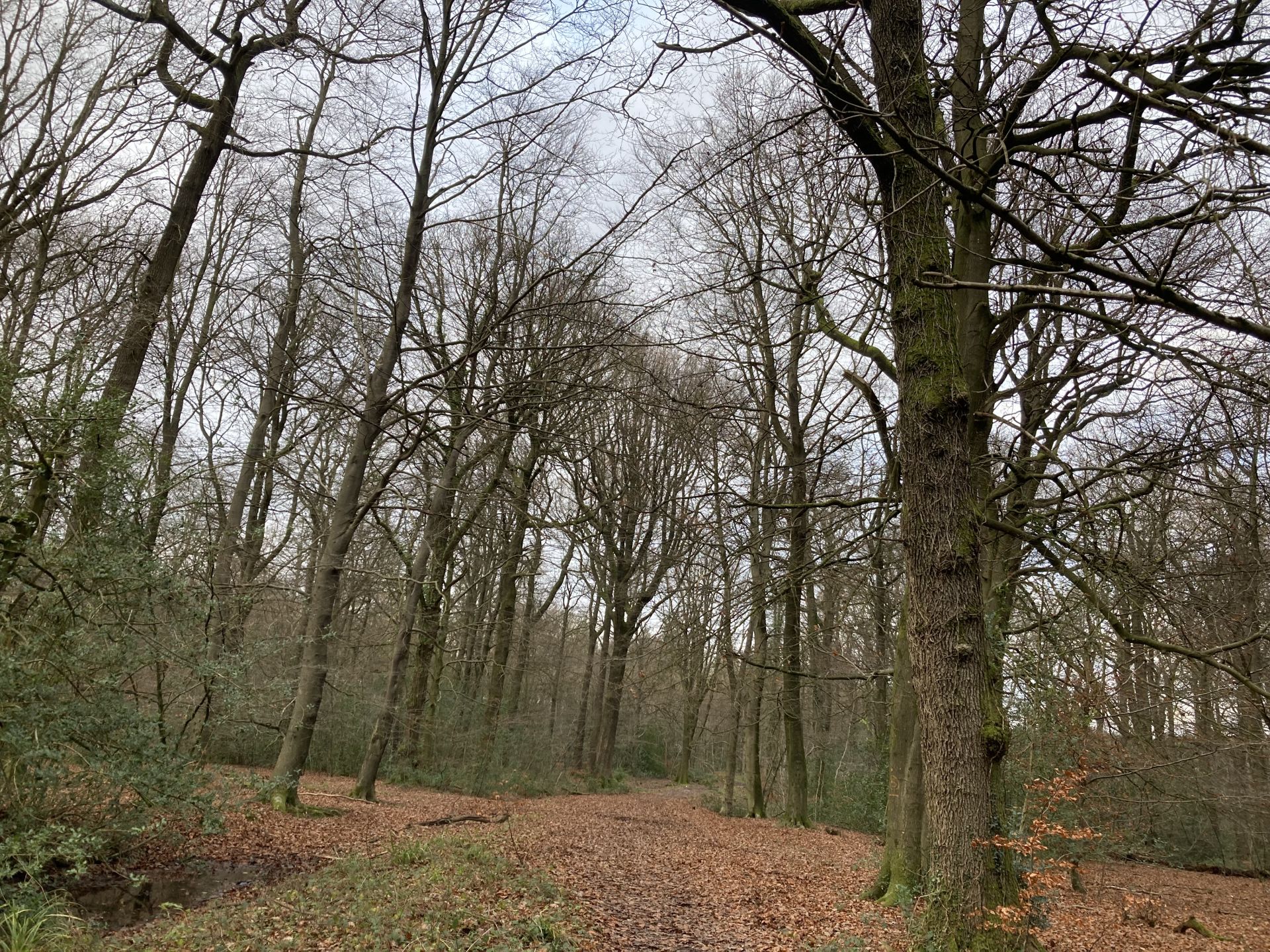 Beech Walk