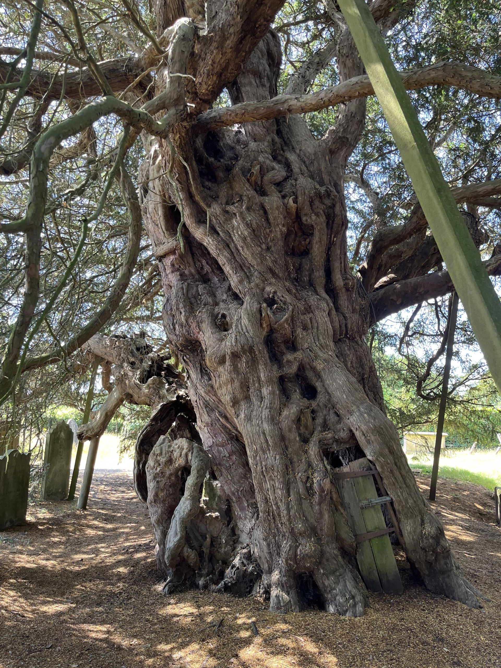 4000 year old yew at Crowhurst