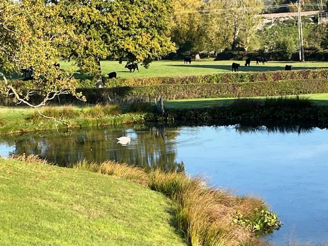 swan in pond