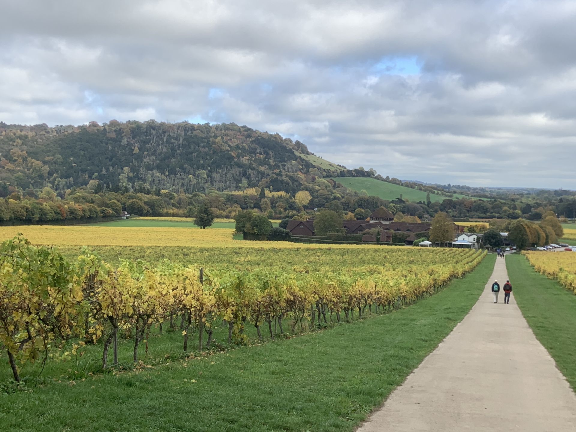 Denbies vineyard and Box Hill