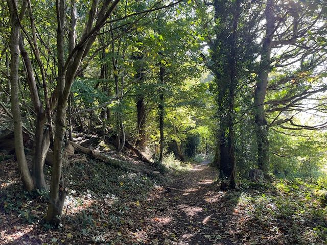 woodland