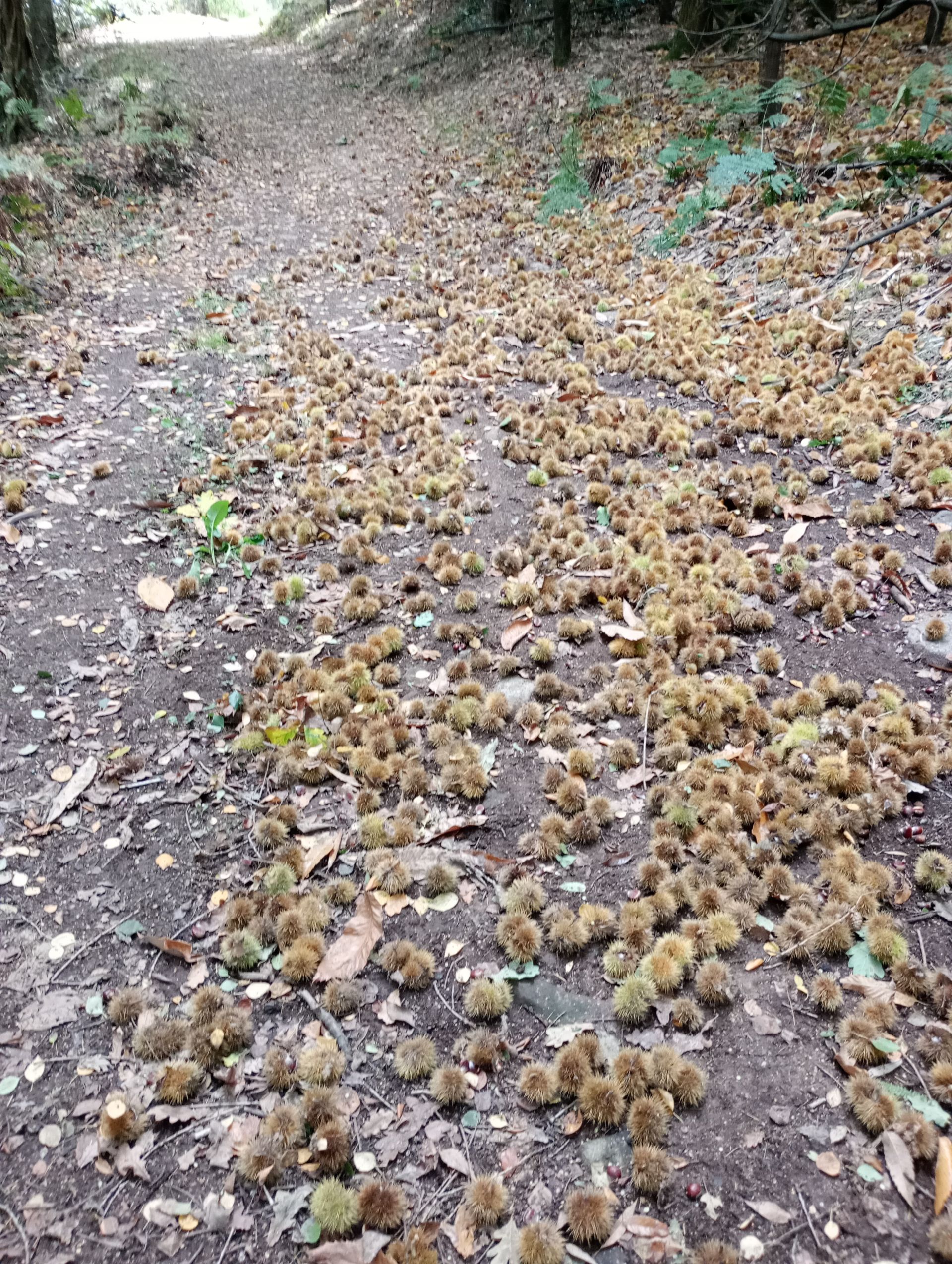 sweet chestnuts