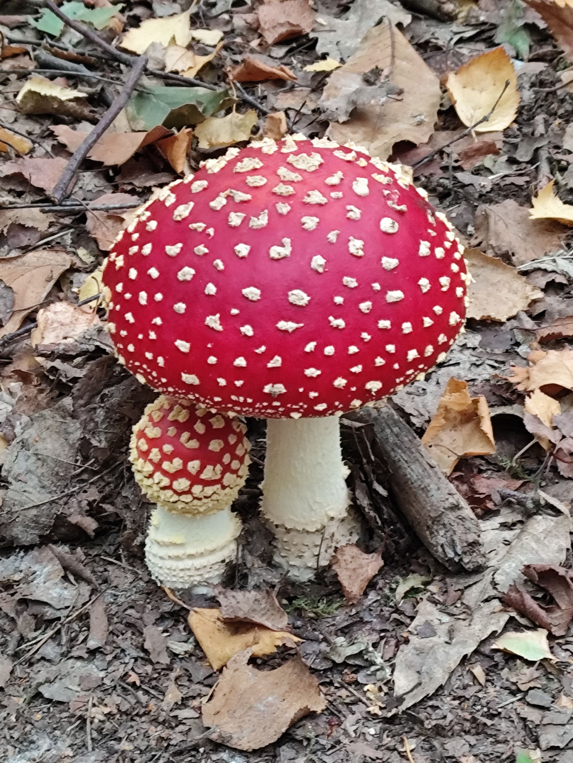 Mushrooms and toadstools spotted!