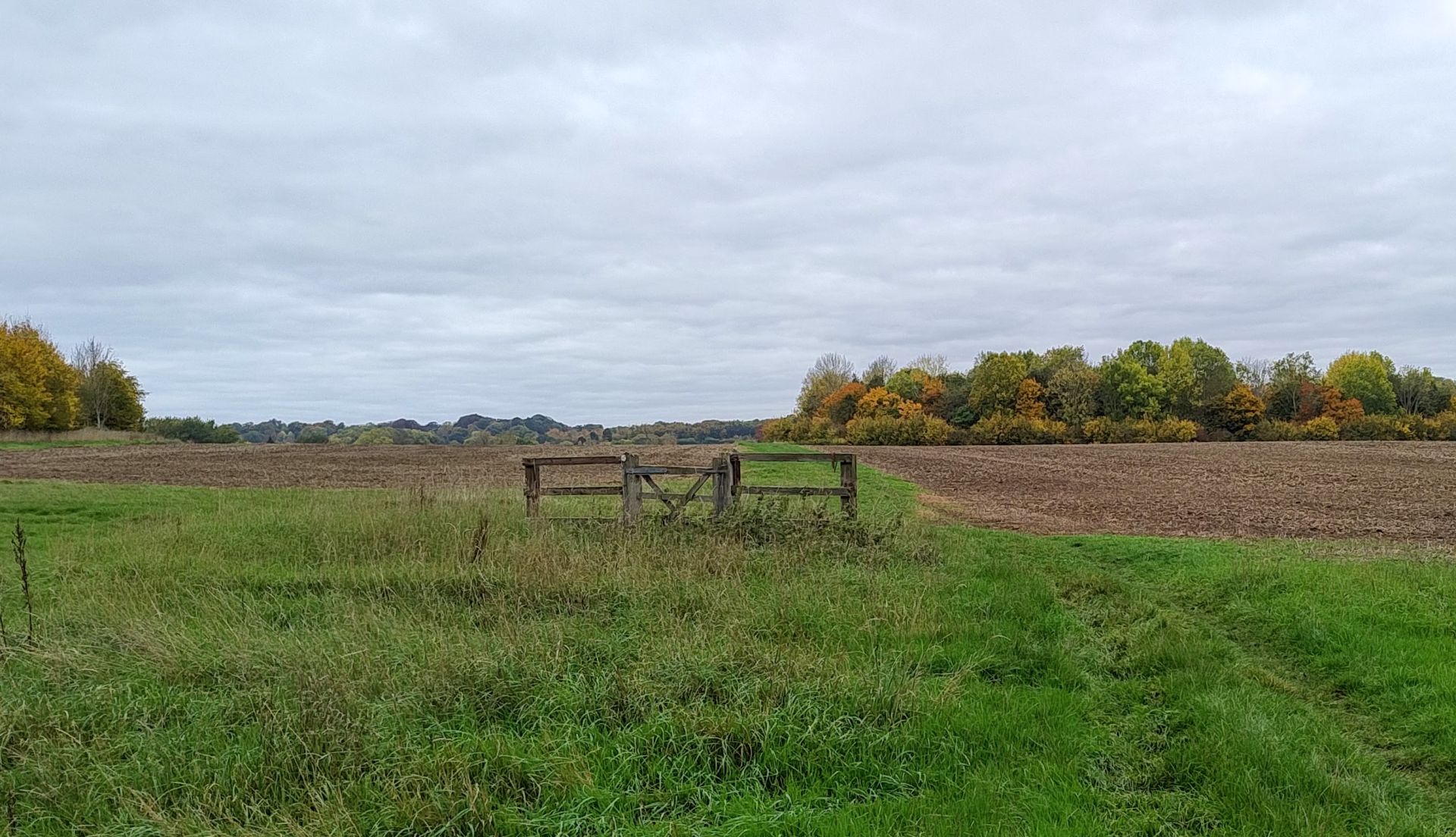 A path across a field with a copse ahead showing autumn colours