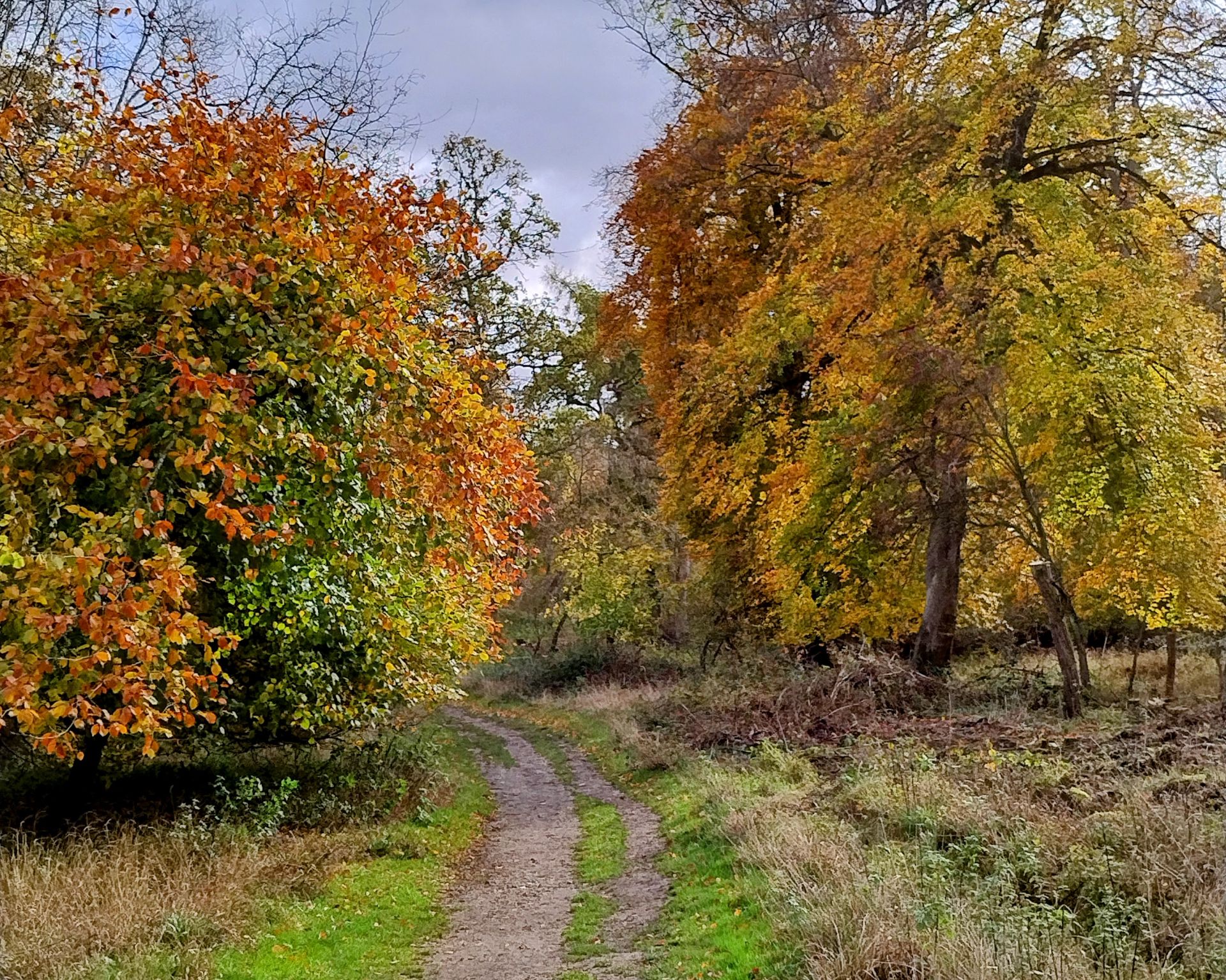 A footpath leading into a wood of trees in autumn colours