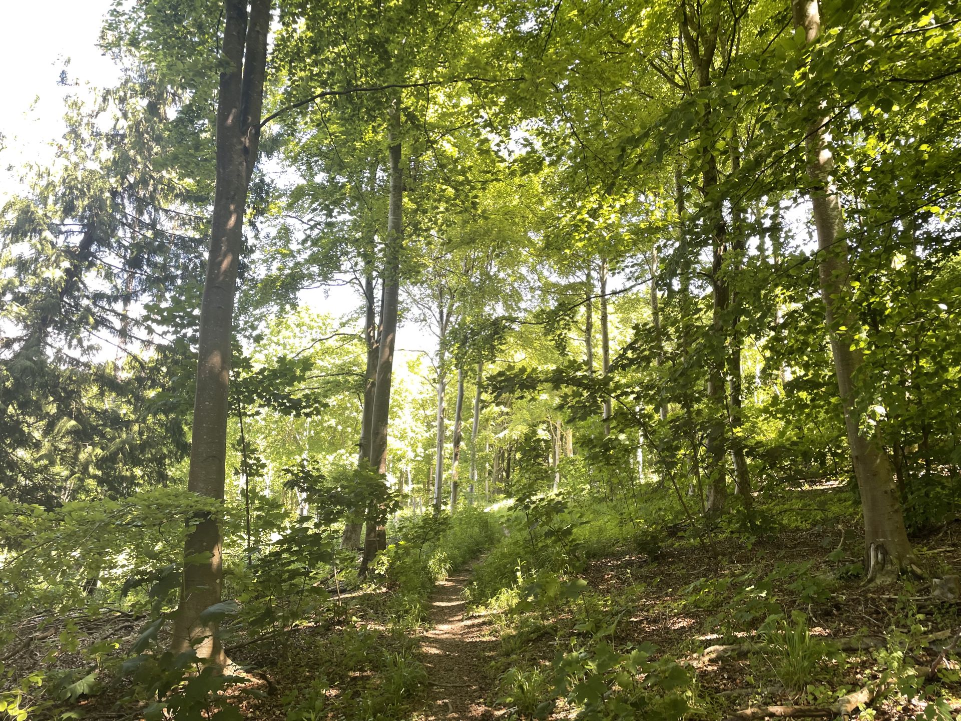 Friston Forest