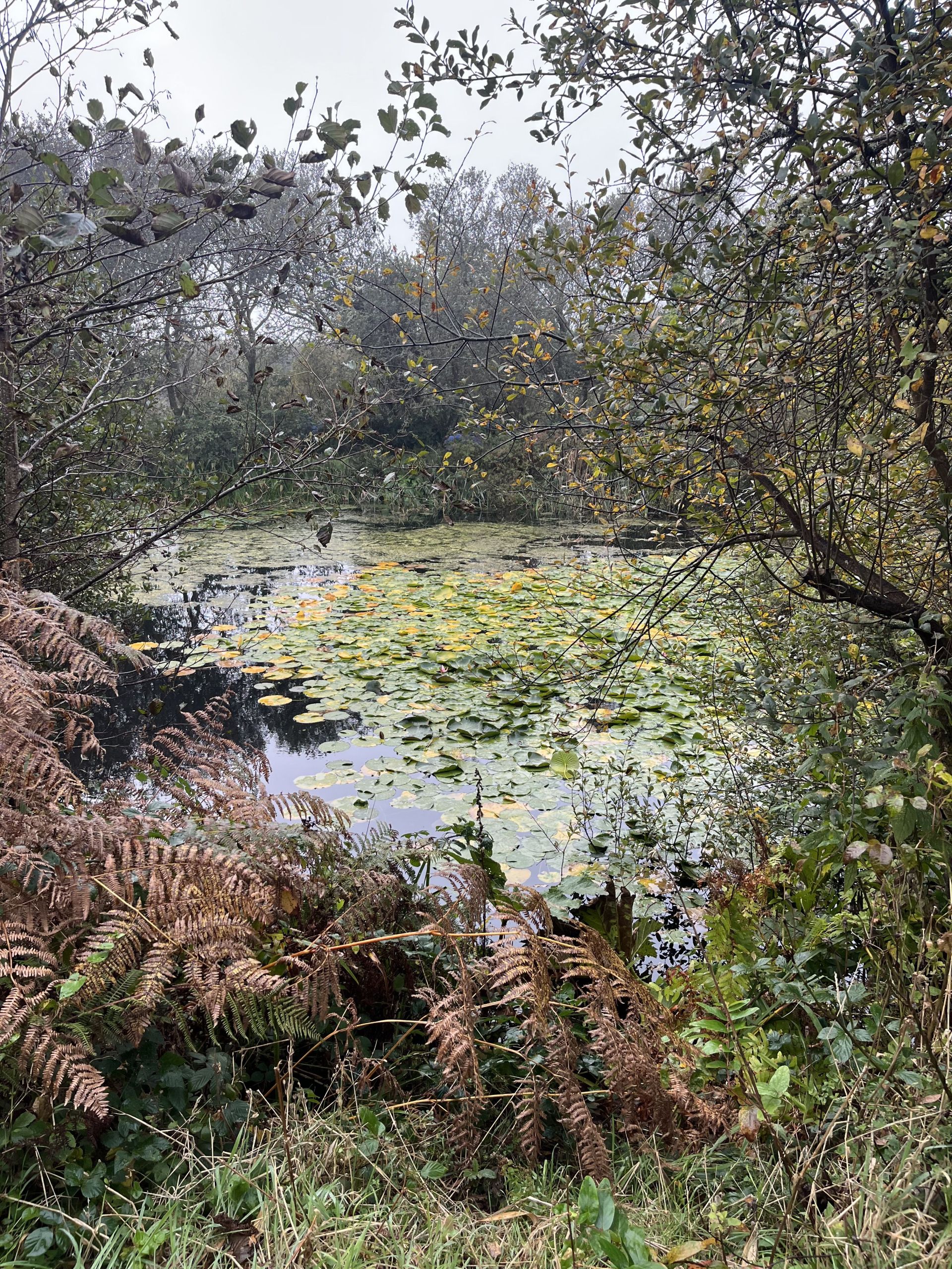 Water Lily ponds