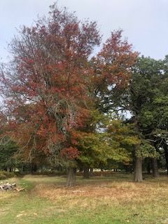Autumnal tree in Richmond Park