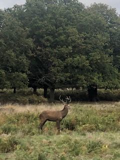 A deer in Richmond Park