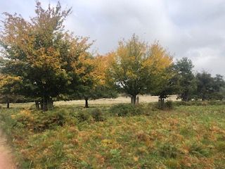 Autumnal trees in Richmond Park