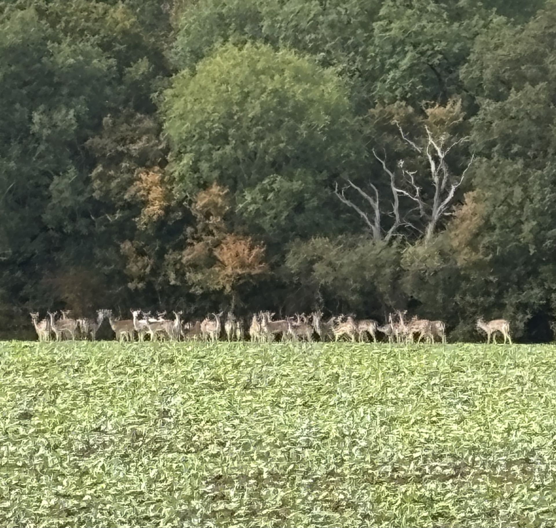 deer