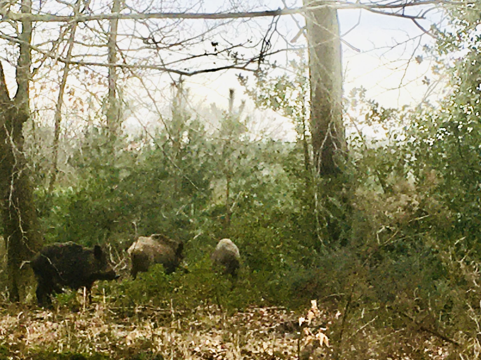 A wild boar family