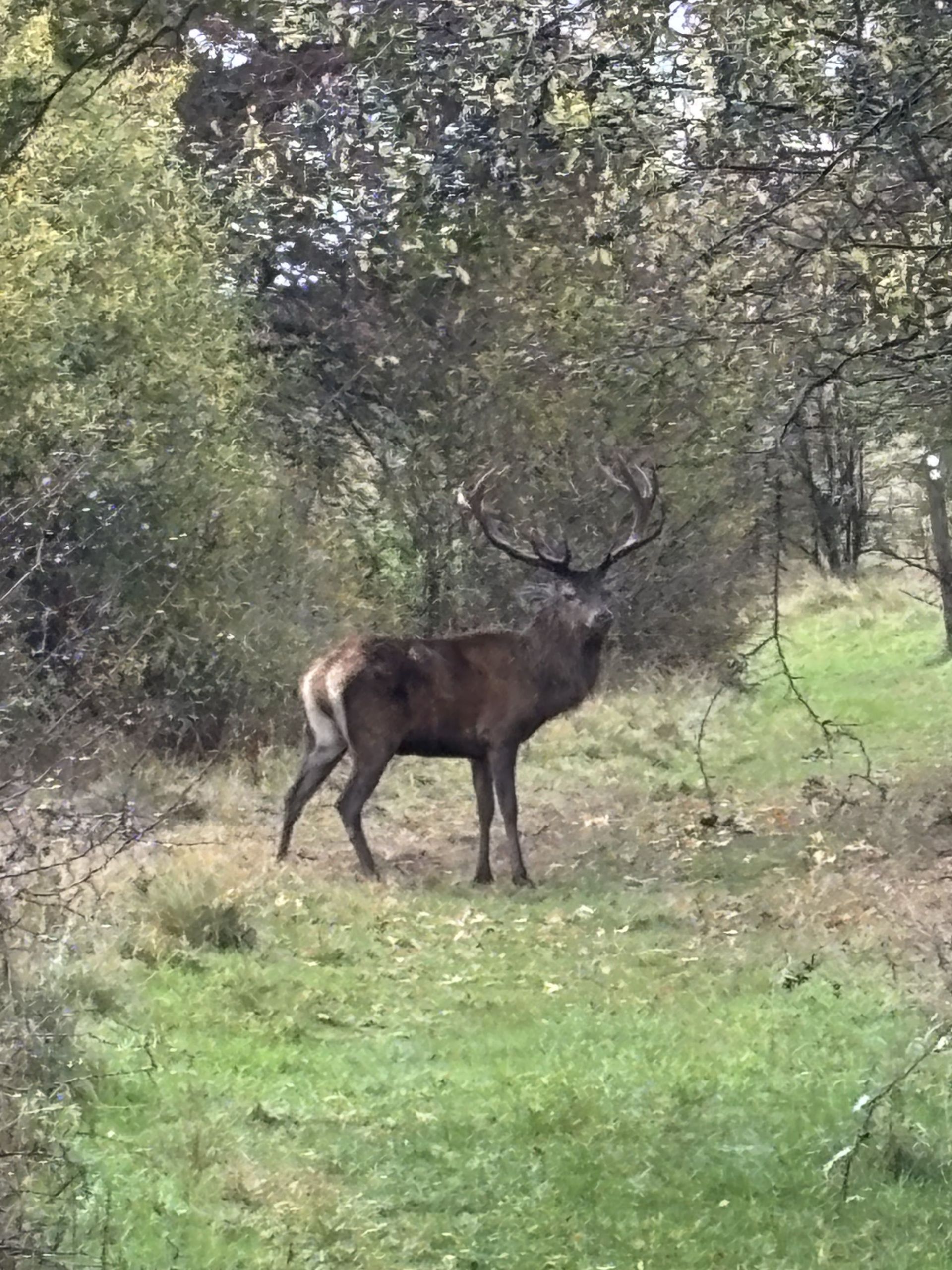 deer