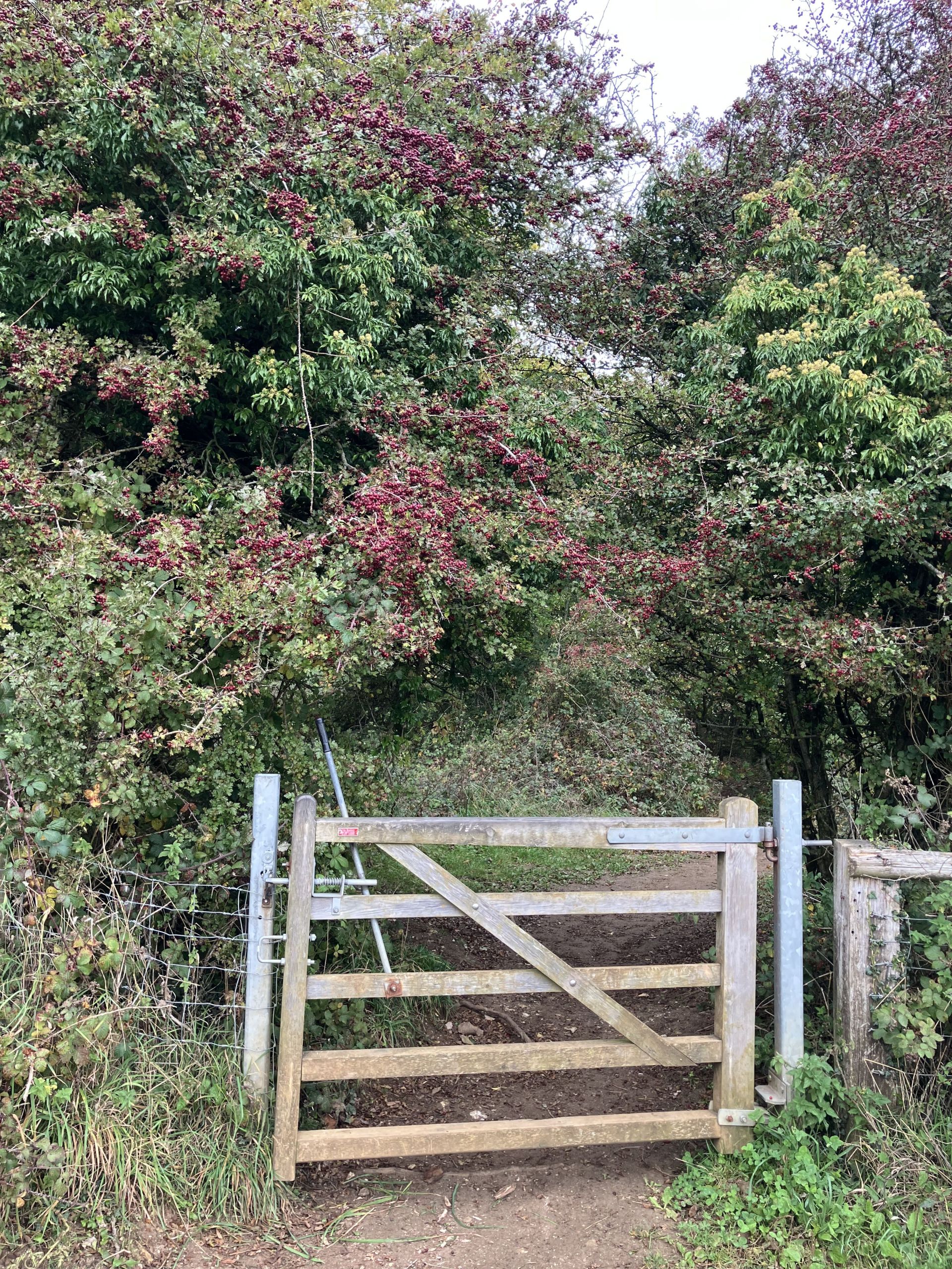 Gate