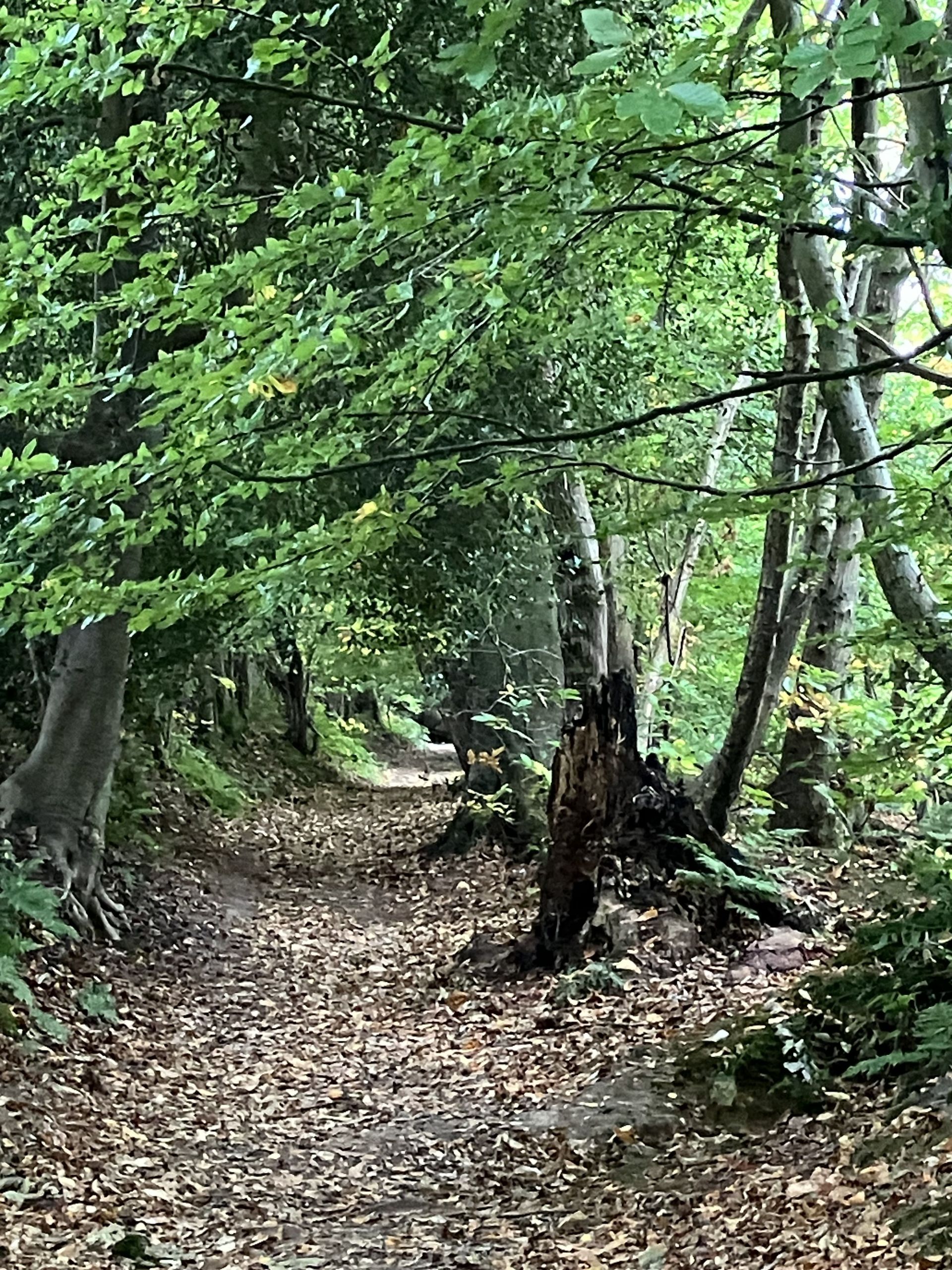 Woods