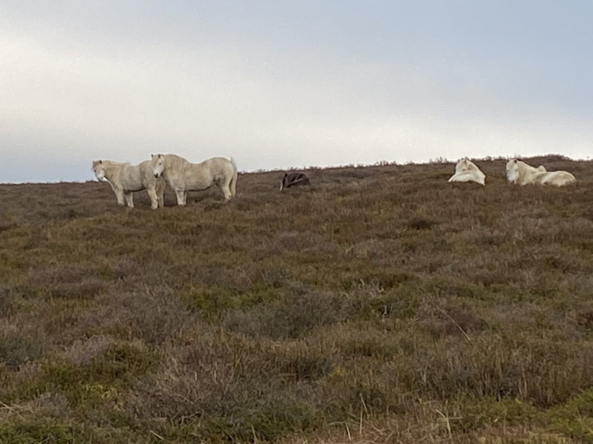 Ponies on Little Hill