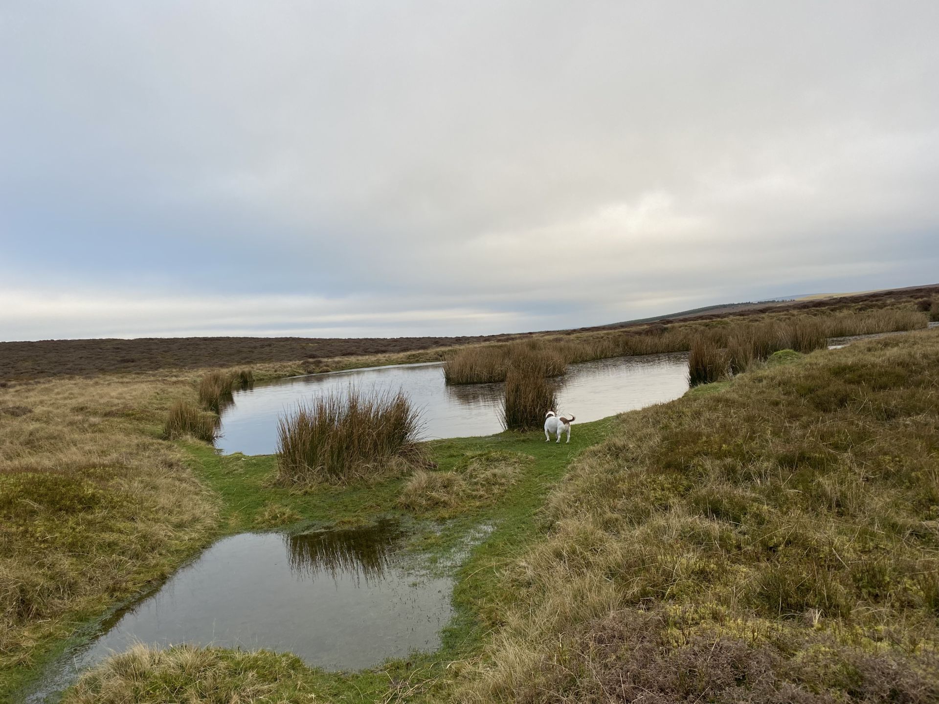 Dew pool on Little Hill