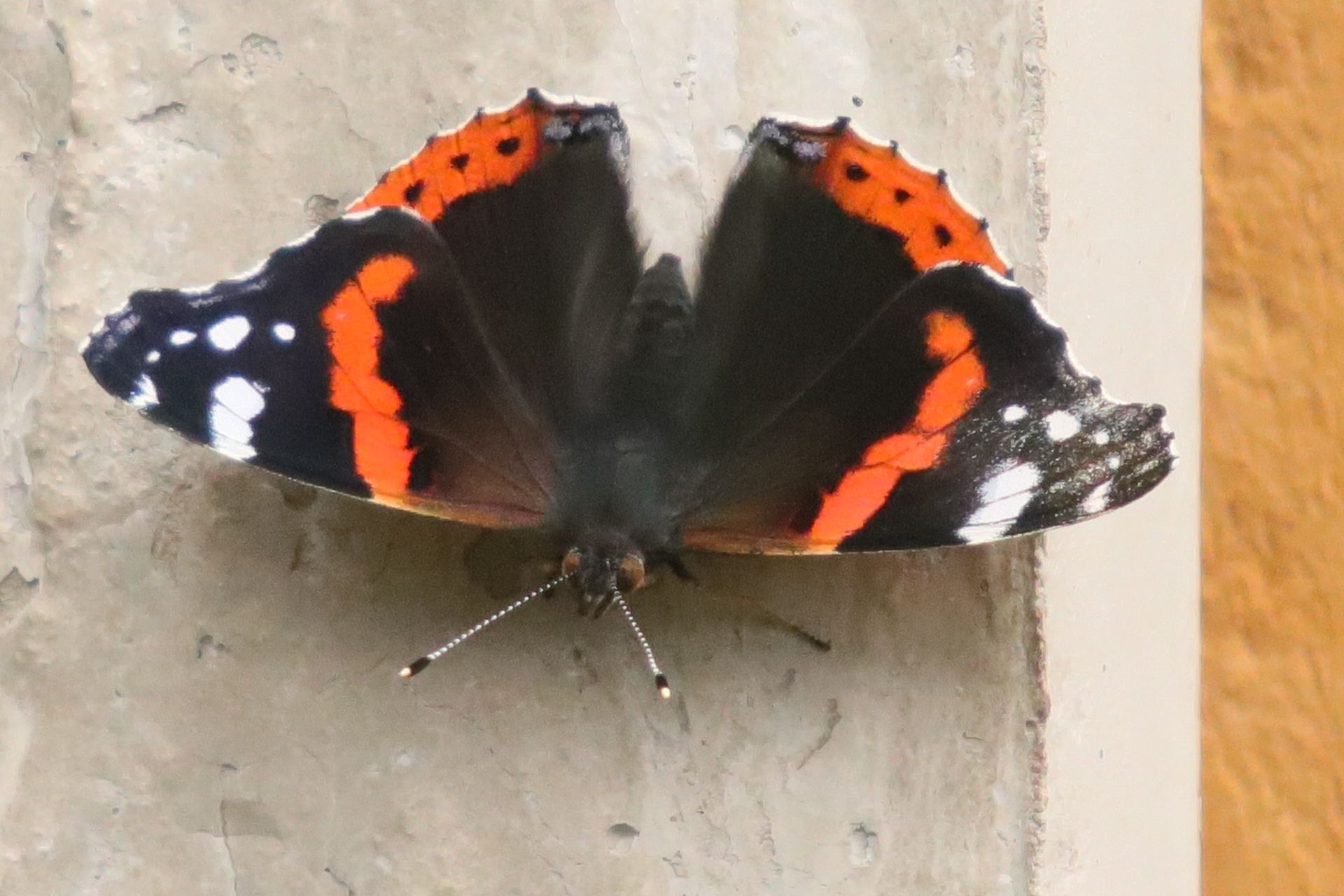 butterfly