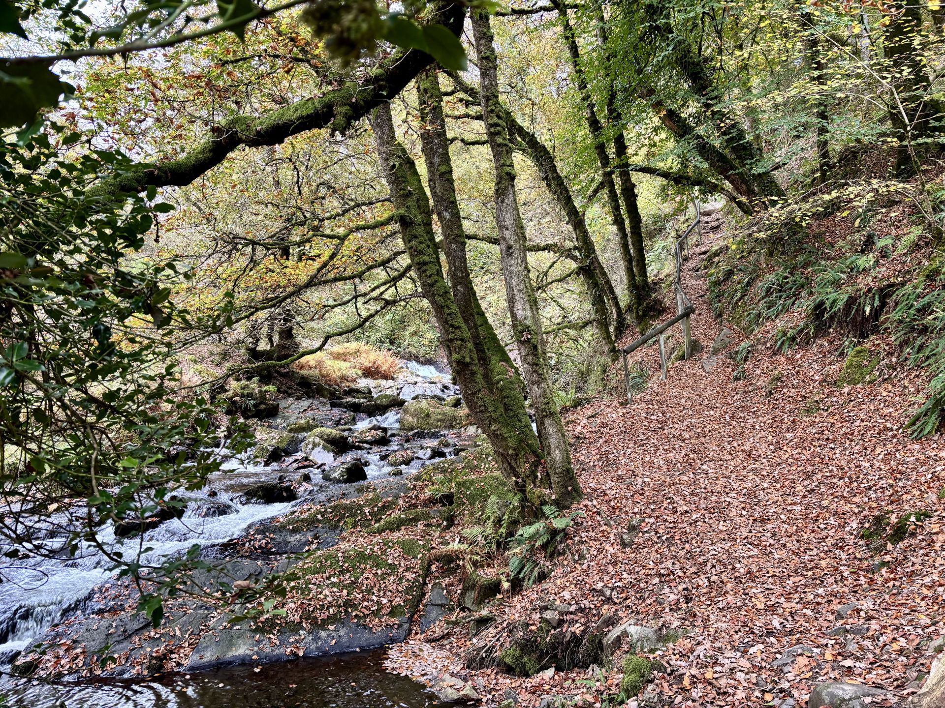 Autumn leaves on path alongside river