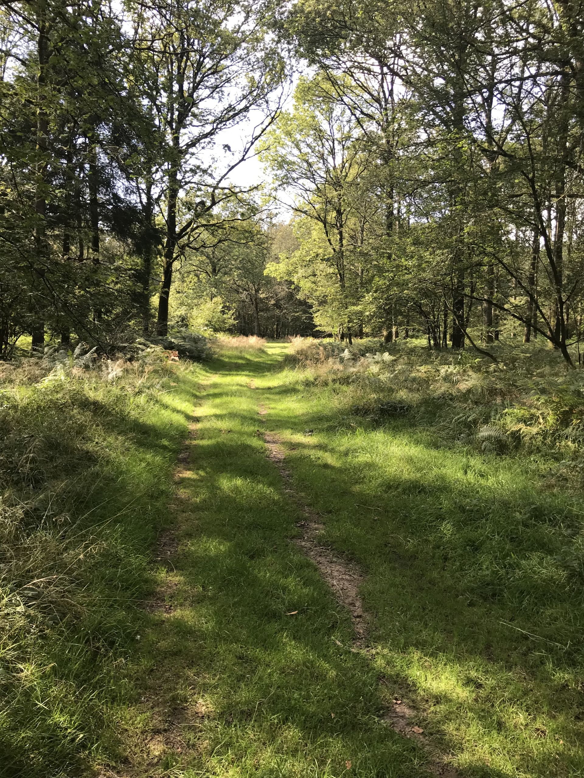 Bentley Wood