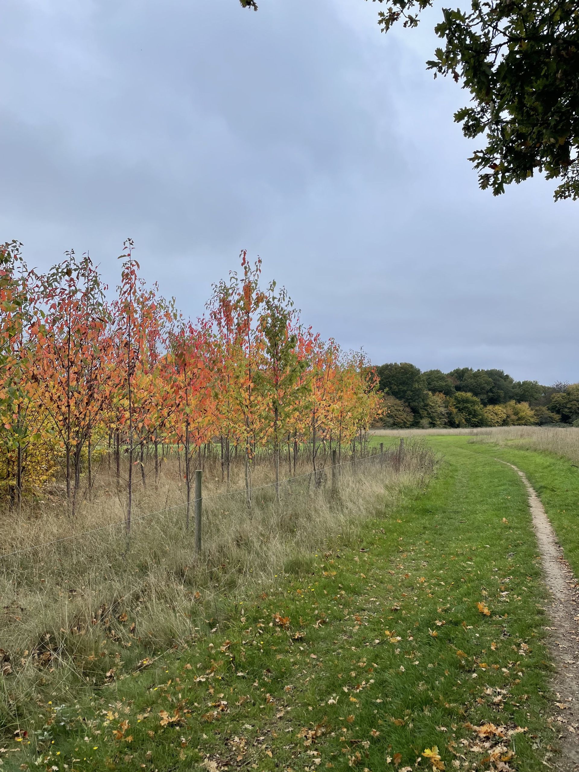 woodland
