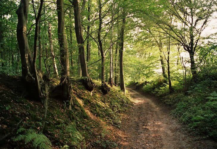 Sunken path 