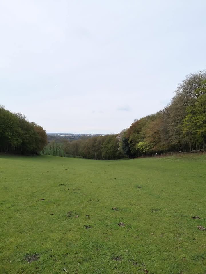 Grass path through trees