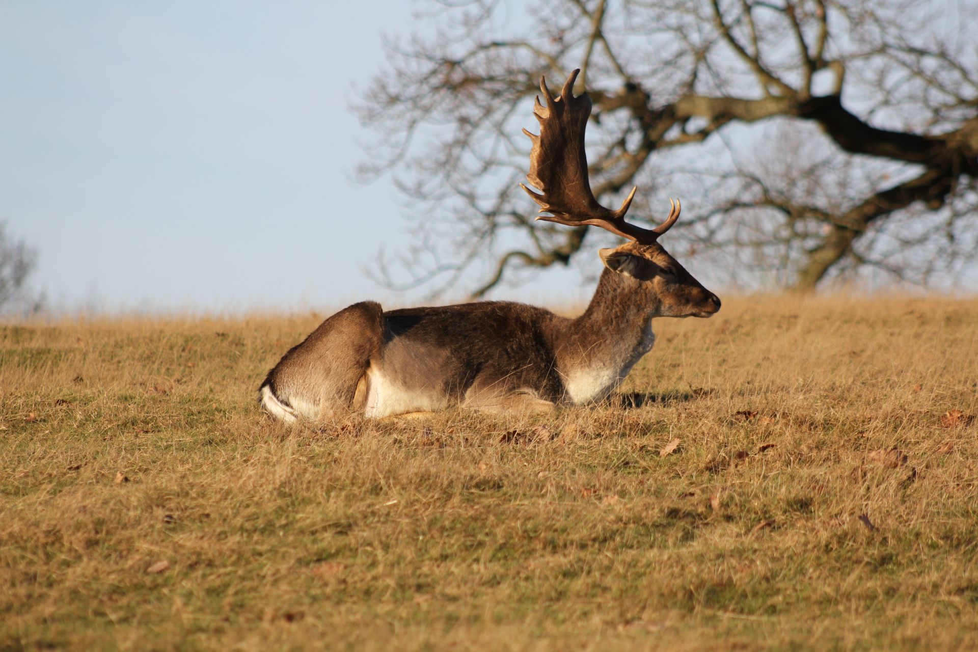 Deer in Knole Park