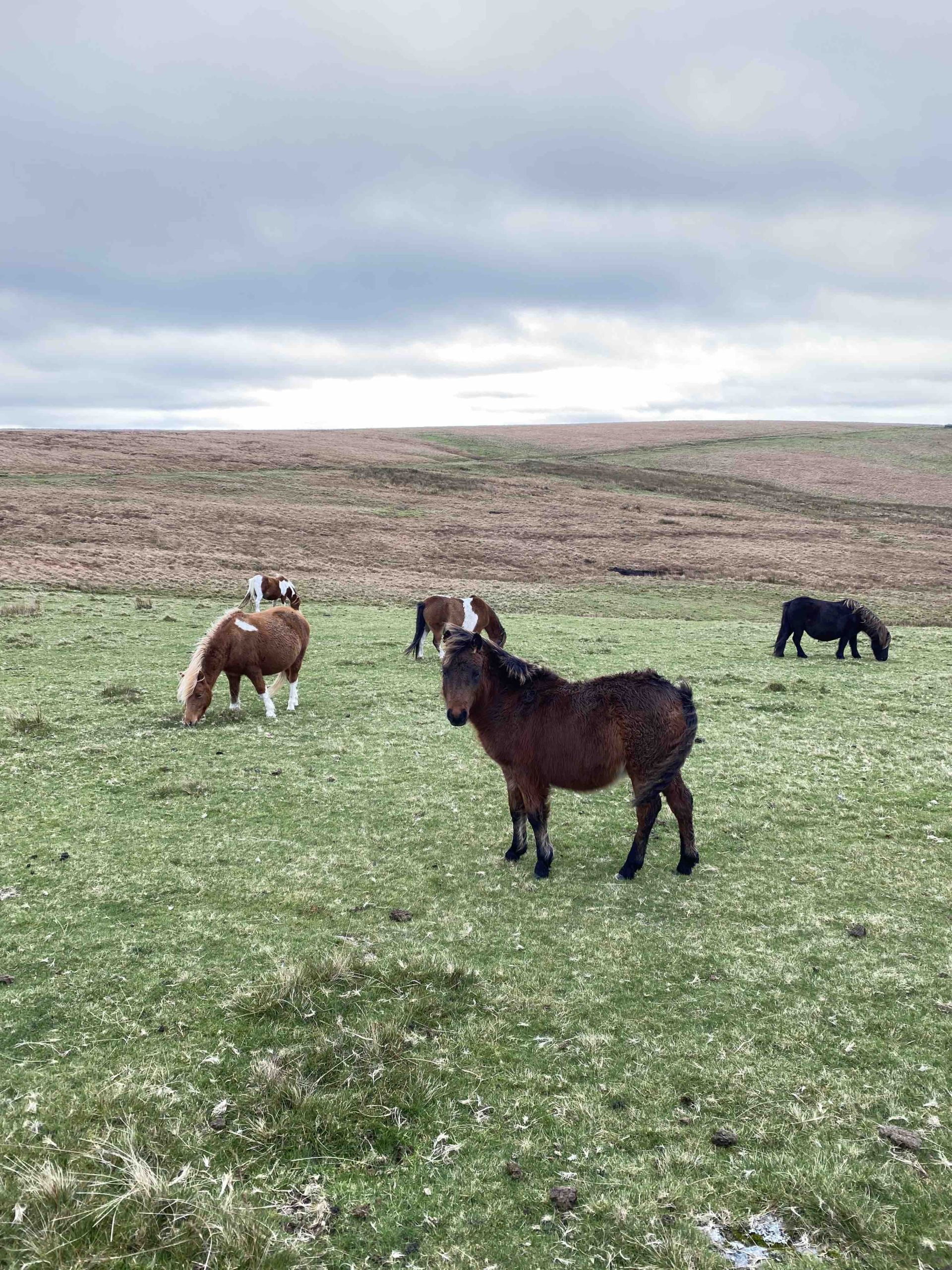 Dartmoor ponies