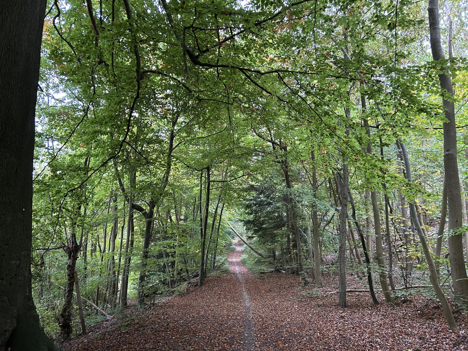 Through the beech wood.