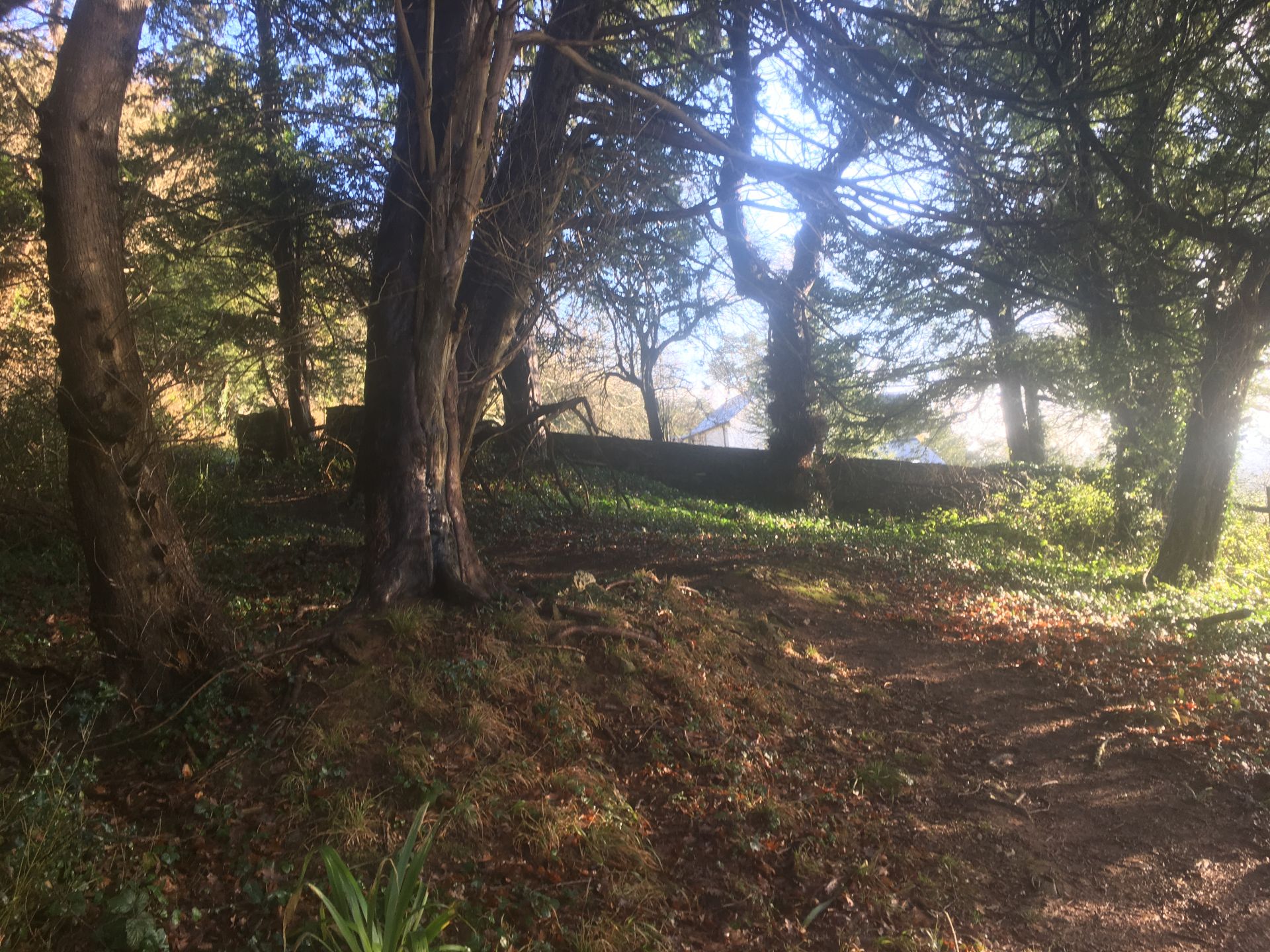 Woodlands