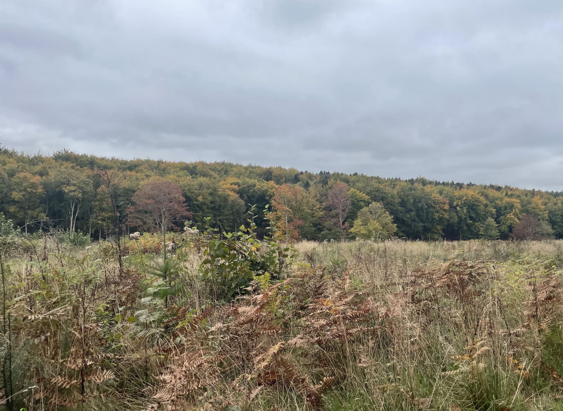 Bentley Wood- Autumn colour