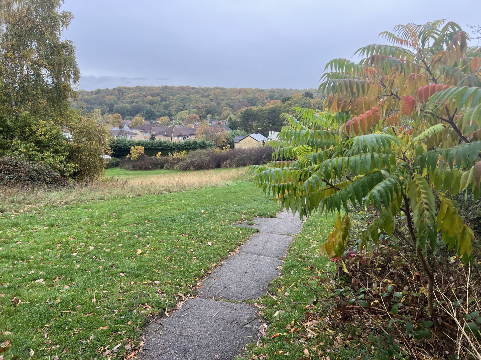 Autumn colours in East Wickham park