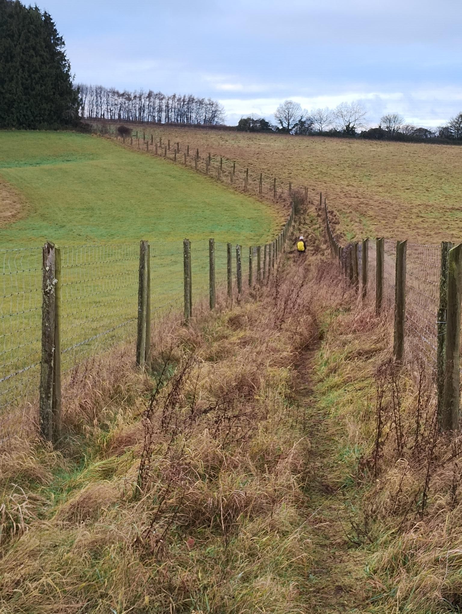 footpath through grassland
