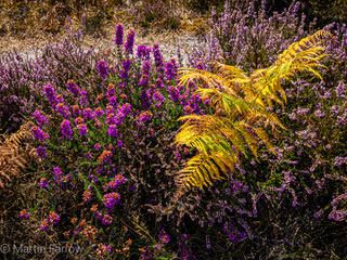 bracken and heather in New Forest