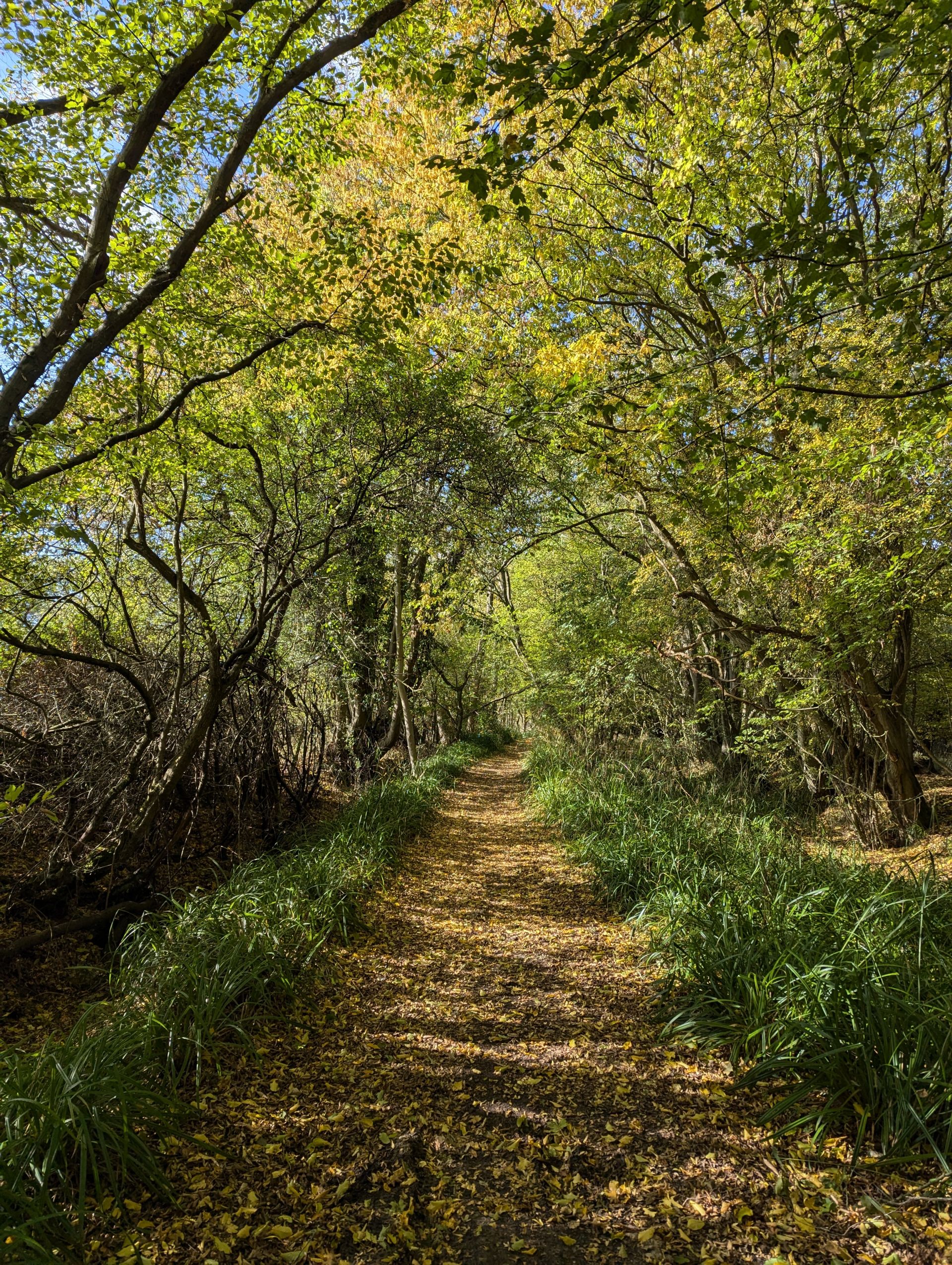 Track linking White Stubbs Lane and Pembridge Lane