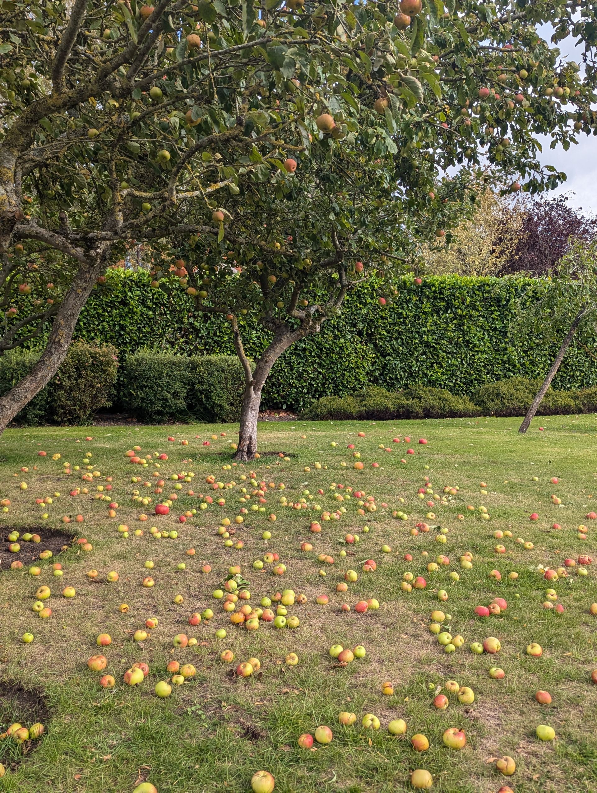 Windfalls in a garden at Hertford Heath